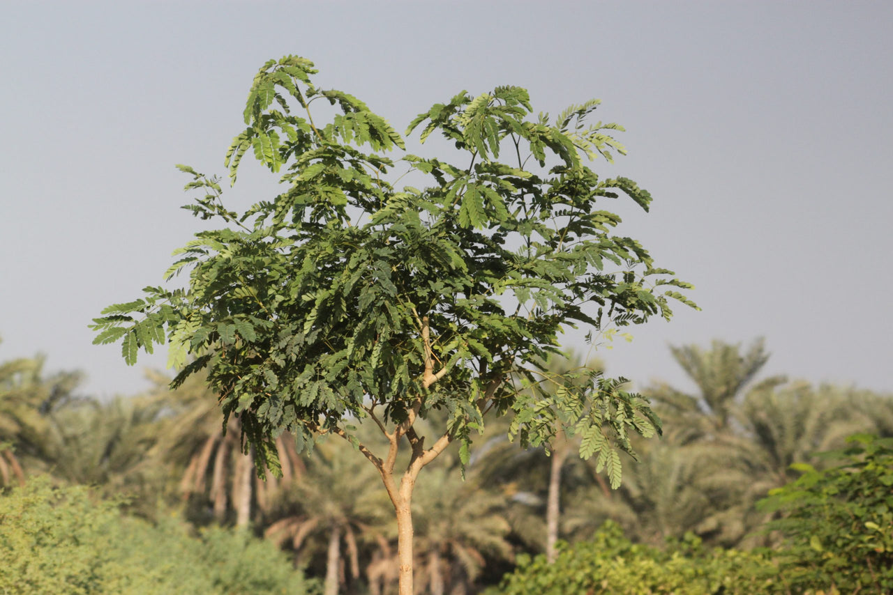 Albizia lebbeck - Lebbek Tree - Frywood