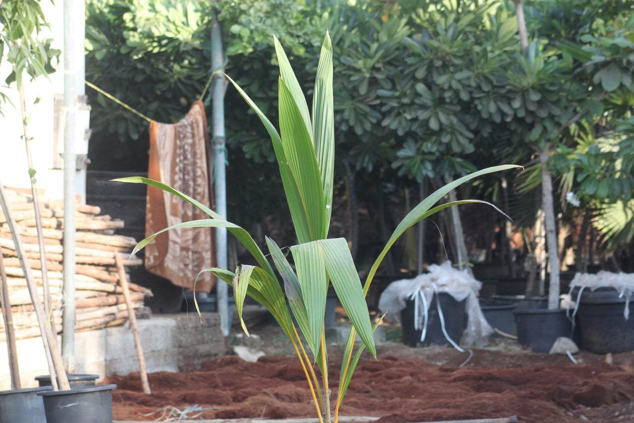 Cocos Nucifera - Coconut Palm