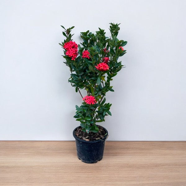Ixora Chinensis