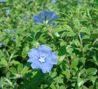 Jacquemontia Pentantha - Sky Blue Cluster Vine