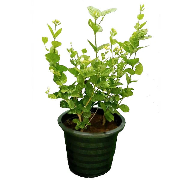 Jasminum sambac – The Arabian Jasmine