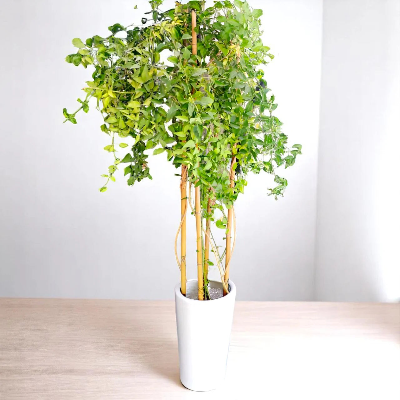 Jasminum Grandiflora -Jasmine Climber