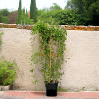 Jasminum Grandiflora -Jasmine Climber