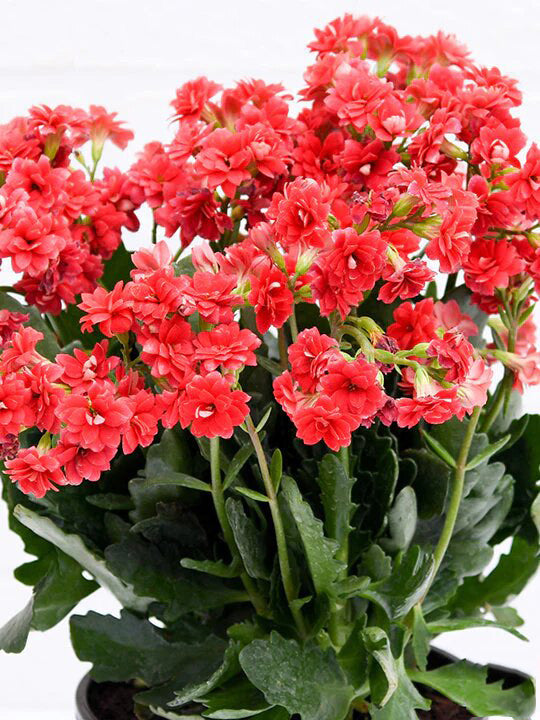 Kalanchoe Plant - Madagascar Widow’s Thrill - Christmas Kalanchoe