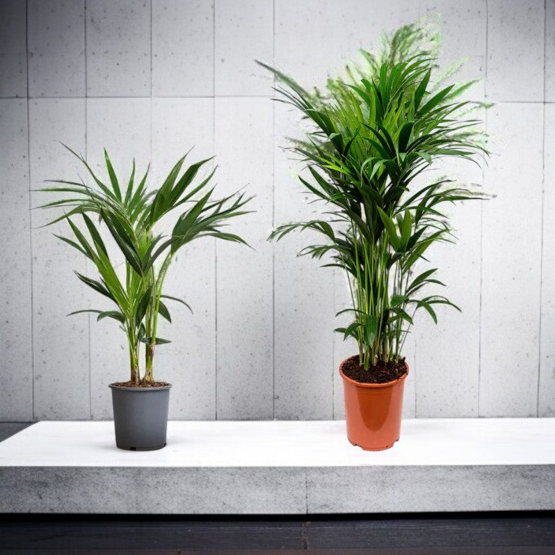 Kentia Palm (Howea Forsteriana, Sentry Palm, Thatch Palm, Paradise Palm)