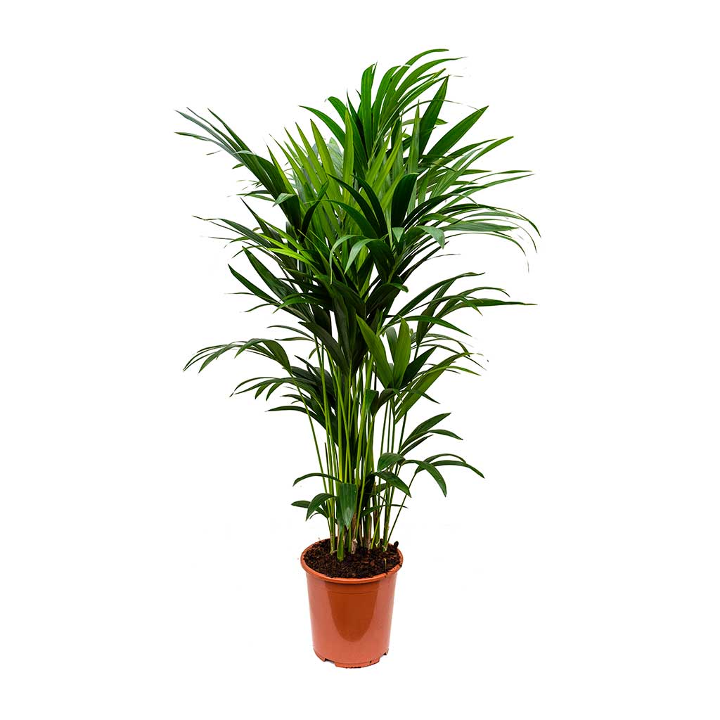 Kentia Palm (Howea Forsteriana, Sentry Palm, Thatch Palm, Paradise Palm)