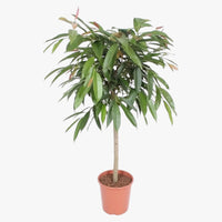 Ficus Amstel Queen