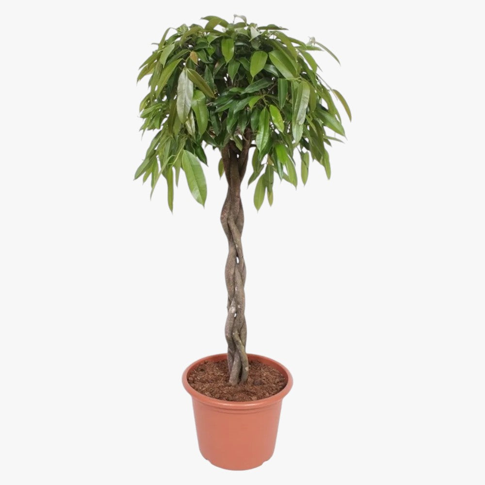 Ficus Amstel Queen