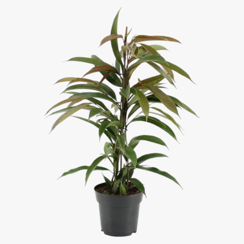 Ficus Amstel Queen