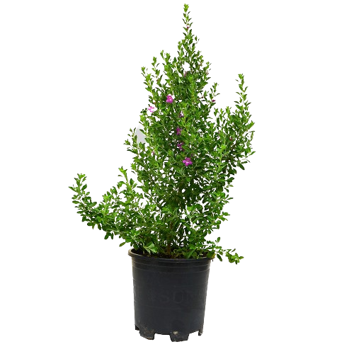 Leucophyllum Plant, Leucophyllum for sale, Buy Leucophyllum online, Texas Sage plant, Texas Barometer Bush