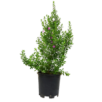 Leucophyllum Plant, Leucophyllum for sale, Buy Leucophyllum online, Texas Sage plant, Texas Barometer Bush