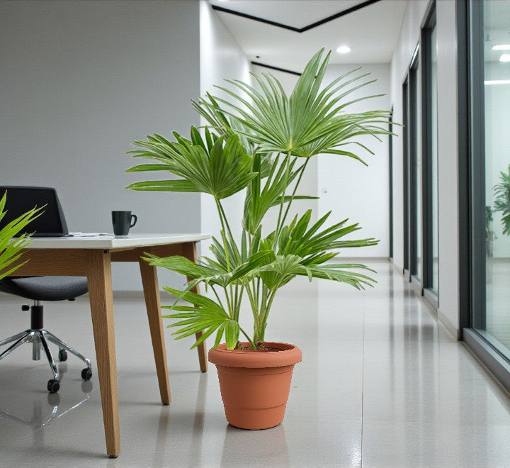 Livistona Palm – Chinese Fan Palm – Large Leaves