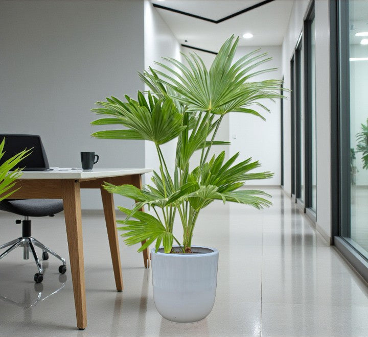 Livistona Palm – Chinese Fan Palm – Large Leaves