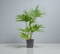 Livistona Palm – Chinese Fan Palm – Large Leaves