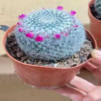 Mammillaria hahniana (Old Lady Cactus)