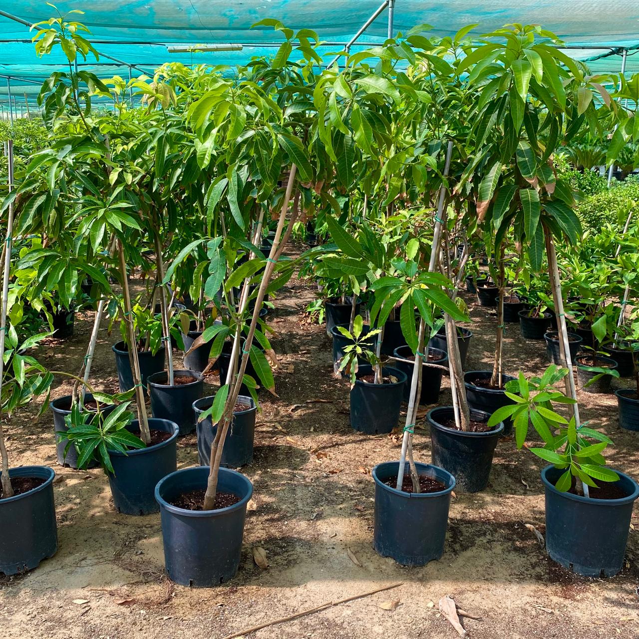 Mango Tree – Mangifera Indica – King of Fruits