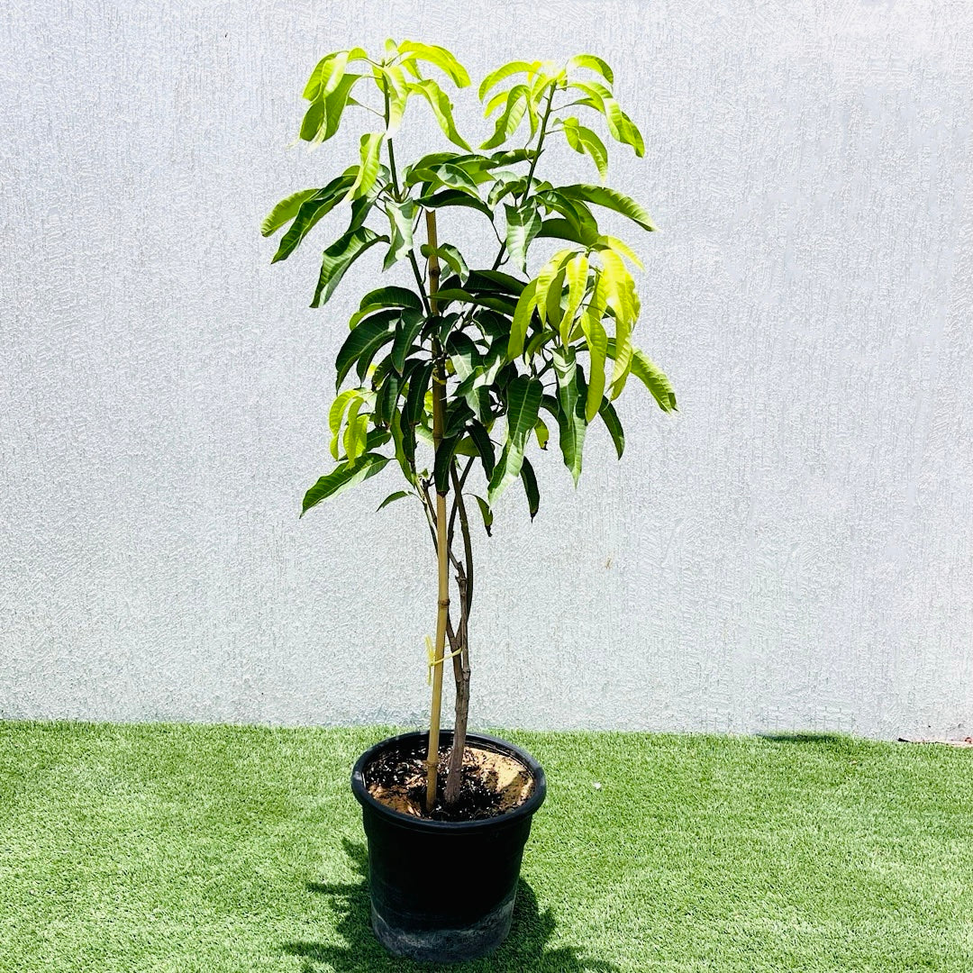 Mango Tree – Mangifera Indica – King of Fruits