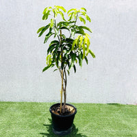 Mango Tree – Mangifera Indica – King of Fruits