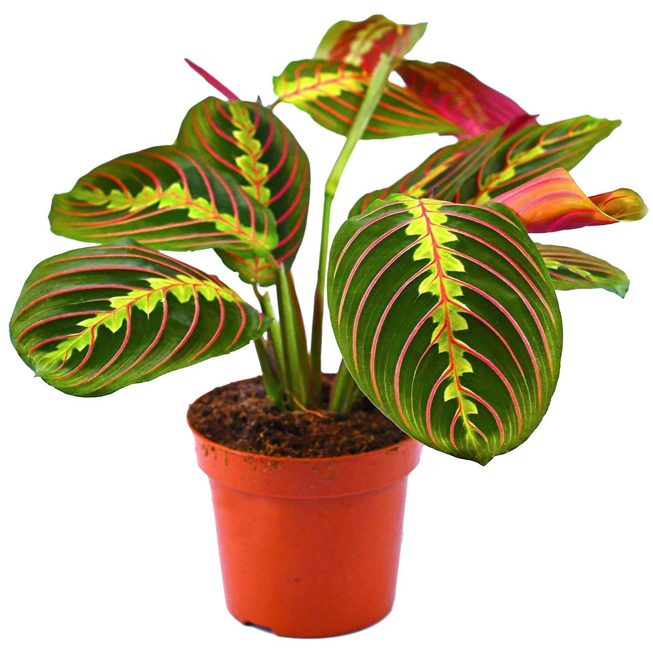 Maranta Leuconeura “Fascinator”,Maranta tricolor,Prayer Plant,Maranta Leuconeura Fascinator,Buy Maranta Fascinator Online