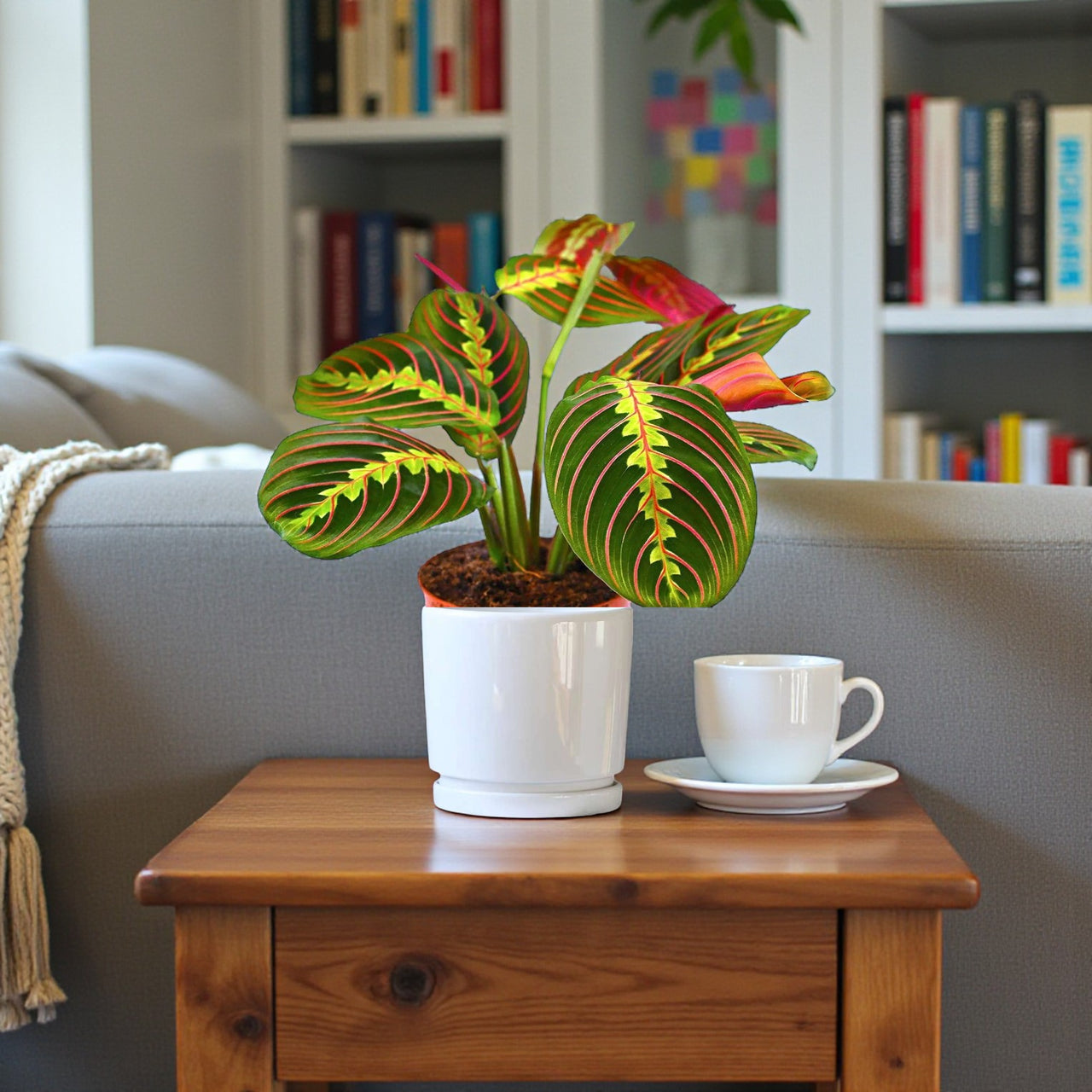 Maranta Leuconeura Fascinator Plant (Tricolor, Prayer Plant)