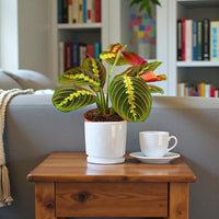 Maranta Leuconeura Fascinator Plant (Tricolor, Prayer Plant)