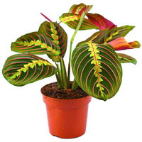 Maranta Leuconeura “Fascinator”,Maranta tricolor,Prayer Plant,Maranta Leuconeura Fascinator,Buy Maranta Fascinator Online