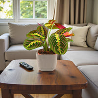 Maranta Leuconeura Fascinator Plant (Tricolor, Prayer Plant)