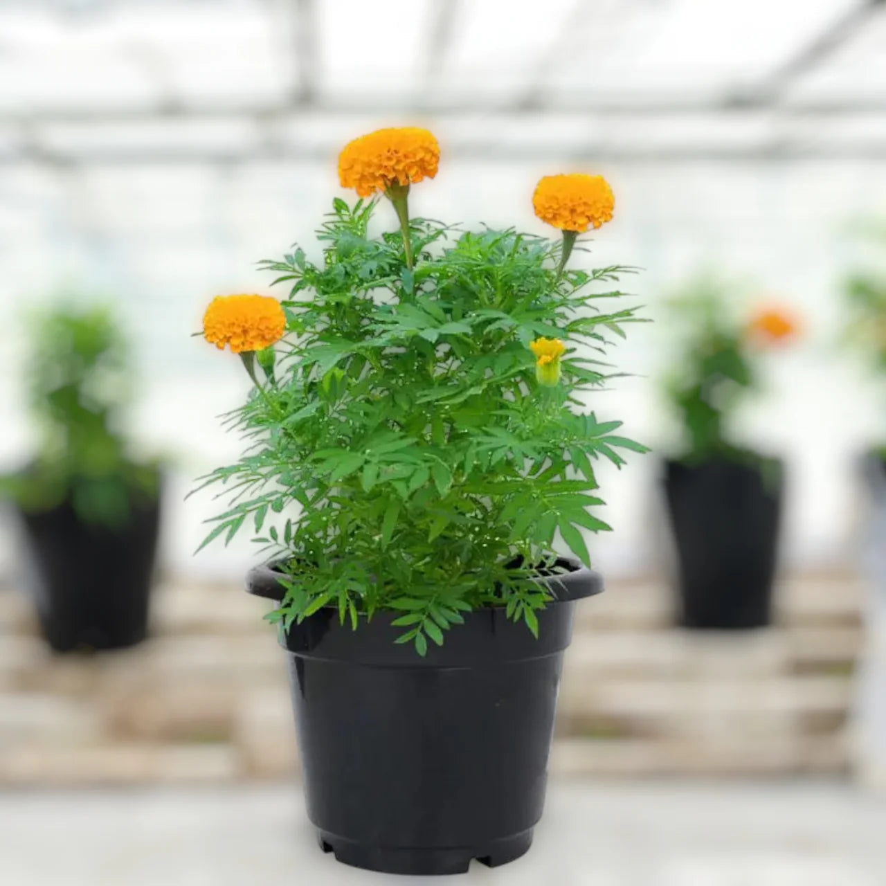 Marigold Plant – A Burst of Sunshine for Your Garden
