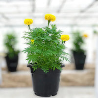 Marigold Plant – A Burst of Sunshine for Your Garden