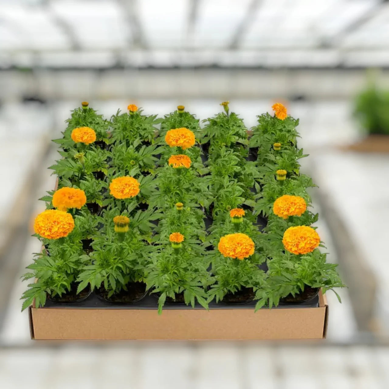 Marigold Plant – A Burst of Sunshine for Your Garden
