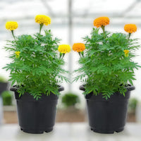 Marigold Plant – A Burst of Sunshine for Your Garden