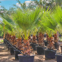 Washingtonia Robusta