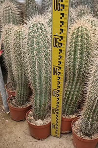 Mexican giant cactus - Saguaro Cactus