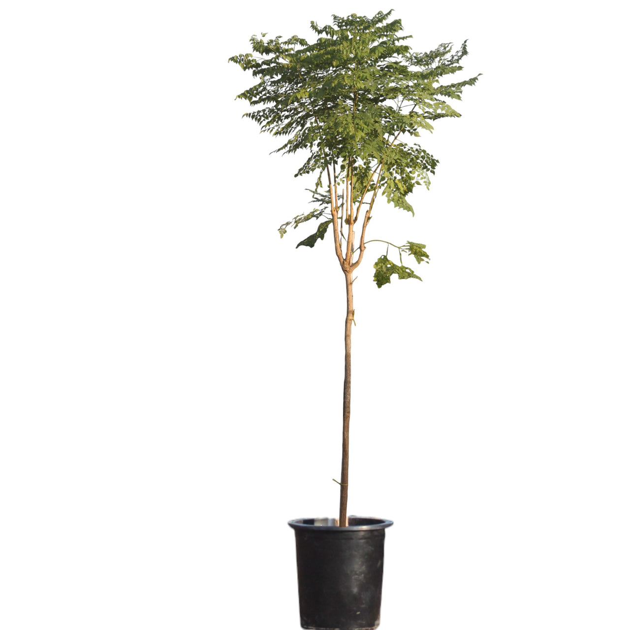 Millingtonia Hortensis – Indian Cork Tree (Tree Jasmine)