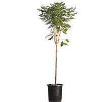 Millingtonia Hortensis – Indian Cork Tree (Tree Jasmine)