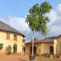 Millingtonia Hortensis – Indian Cork Tree (Tree Jasmine)