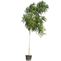Millingtonia Hortensis – Indian Cork Tree (Tree Jasmine)