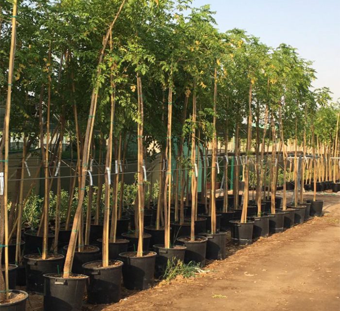 Millingtonia Hortensis – Indian Cork Tree (Tree Jasmine)