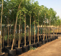 Millingtonia Hortensis – Indian Cork Tree (Tree Jasmine)