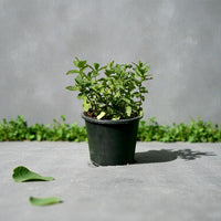 Mint Plant