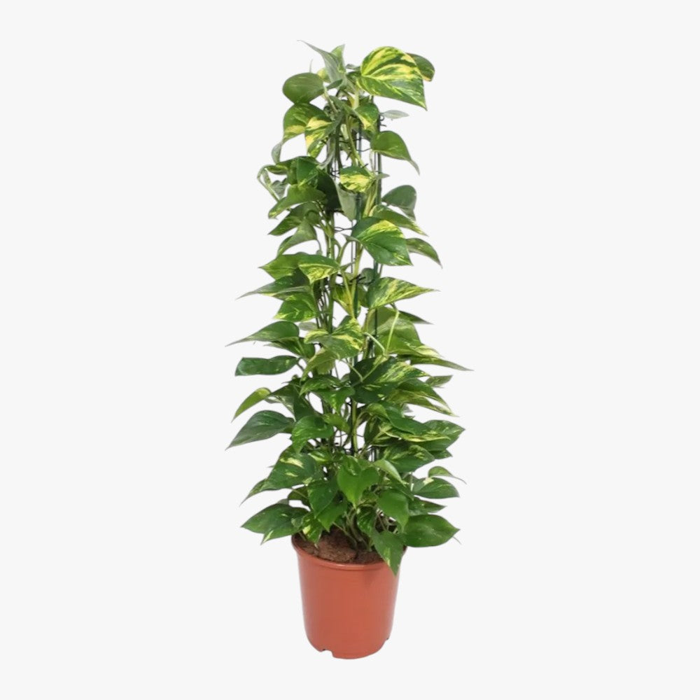 Scindapsus - Epipremnum Aureum - Money Plant