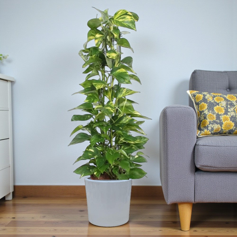 Scindapsus - Epipremnum Aureum - Money Plant