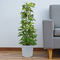 Scindapsus - Epipremnum Aureum - Money Plant