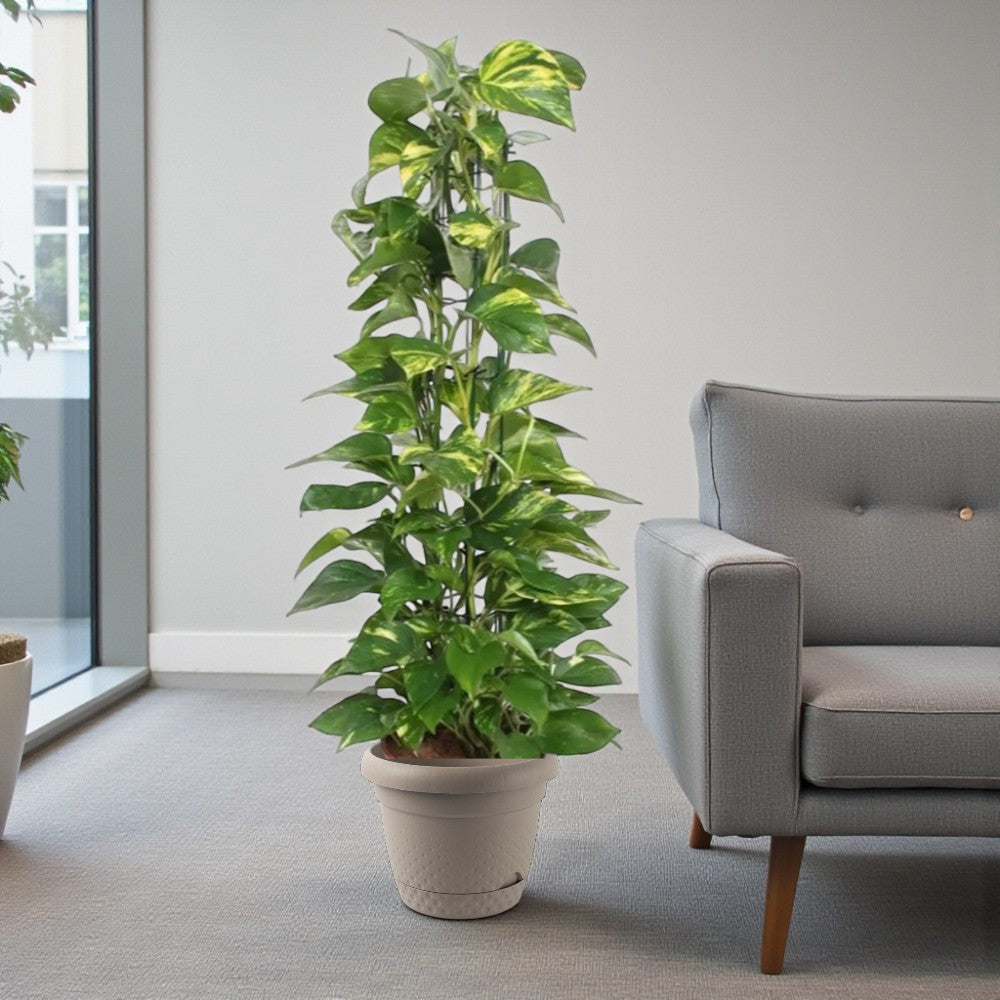 Scindapsus - Epipremnum Aureum - Money Plant