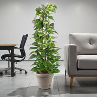 Scindapsus - Epipremnum Aureum - Money Plant