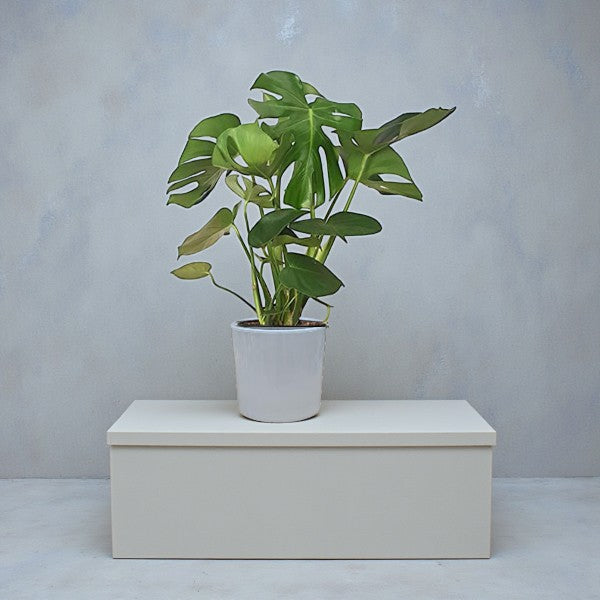 Monstera Deliciosa Plant (Swiss cheese plant)