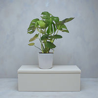 Monstera Deliciosa Plant (Swiss cheese plant)