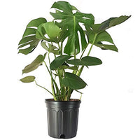 Monstera Deliciosa Plant, Split-leaf philodendron, Swiss cheese plant,