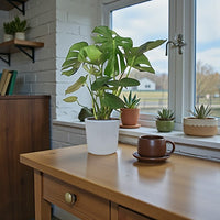 Monstera Deliciosa Plant (Swiss cheese plant)