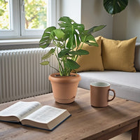 Monstera Deliciosa Plant (Swiss cheese plant)